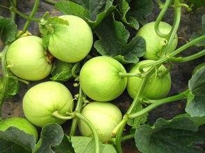 甜瓜最新爆料下载手机版,揭秘手机版下载背后的秘密